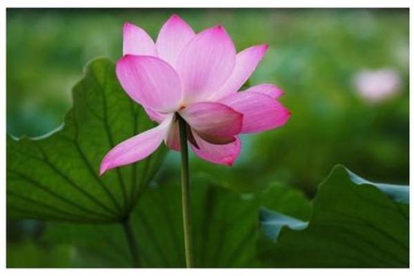 躲在角落不见人指什么生肖 躲在角落不见人指什么生肖