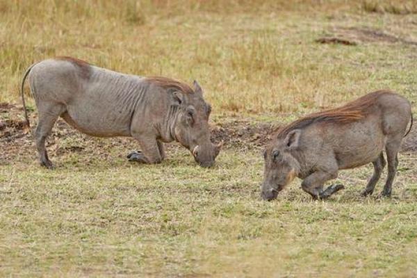 千锤百炼打一生肖 千锤百炼打一生肖