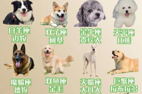 属狗白羊座2025年运势完整版 属狗白羊座未来十年的运势 属狗白羊座2025年运势完整版 属狗白羊座未来十年的运势