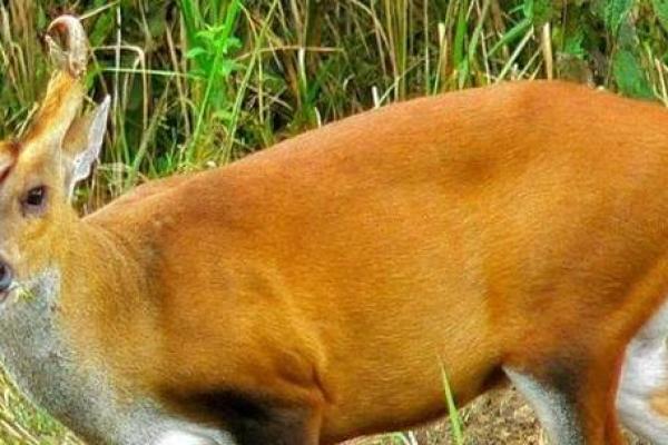 狗窦大开是什么动物 狗窦大开是什么动物