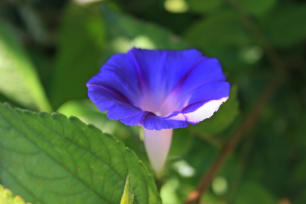 落地生根是什么生肖