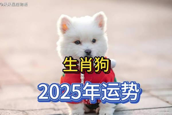 属狗的2025年几岁_八二年的狗2025年运势 属狗的2025年几岁_八二年的狗2025年运势