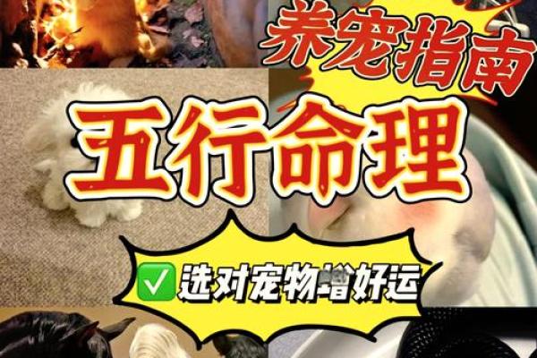 70年的狗是什么命 五行属什么_70年出生的狗2025年财运如何 70年的狗是什么命 五行属什么_70年出生的狗2025年财运如何