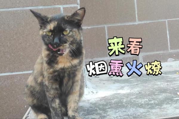 战火燎城是什么动物 战火燎城是什么动物