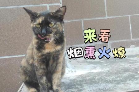 战火燎城是什么动物