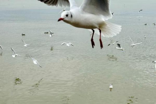 一路向西指什么动物