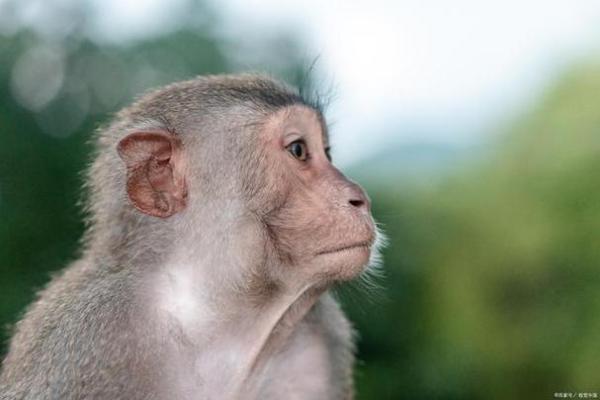 胸怀宽阔是什么生肖 胸怀宽阔是什么生肖