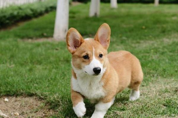 胸怀宽阔是什么生肖 胸怀宽阔是什么生肖