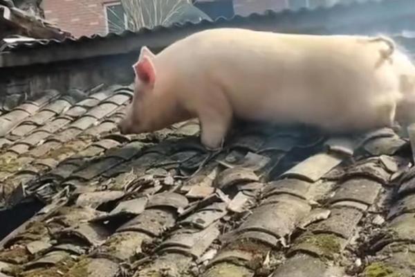 母猪上树打一个生肖 母猪上树打一个生肖