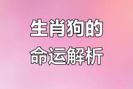 1994年属狗今日运势柱982年属狗女2025年_1994年属狗今日运势解析1982年属狗女2025年运程预测