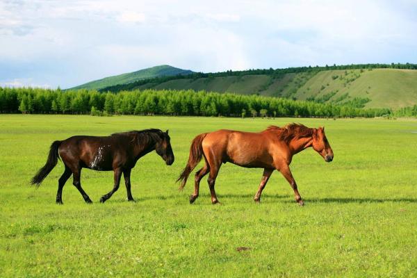 属马人三月出生的命运 属马3月出生