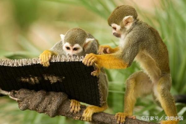 头撞南墙是什么动物 头撞南墙是什么动物