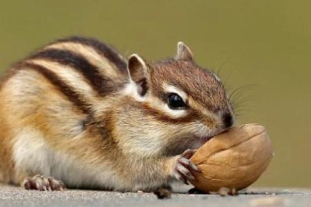 目光短浅指什么生肖