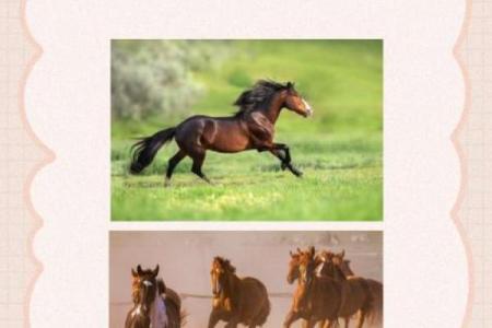 1966年属马人2025年运势详解全年运程完整解析