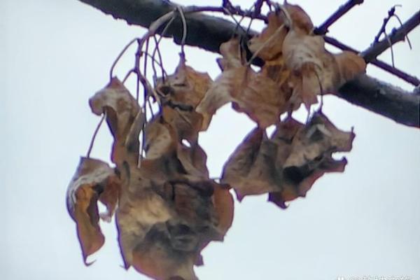 落叶归根打一生肖 落叶归根打一生肖