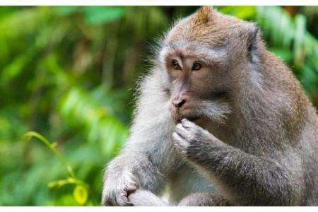 容光焕发是什么生肖