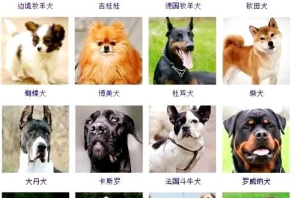 给狗狗起名字-狗名大全-母狗狗的名字-公狗狗的名字-名字大全-华易算命网姓名