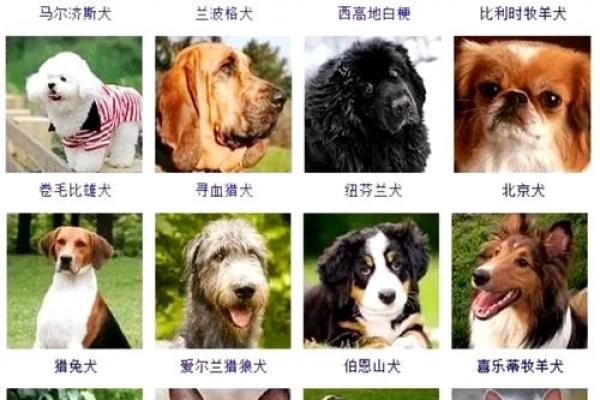 给狗狗起名字-狗名大全-母狗狗的名字-公狗狗的名字-名字大全-华易算命网姓名