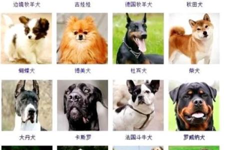 给狗狗起名字-狗名大全-母狗狗的名字-公狗狗的名字-名字大全-华易算命网姓名